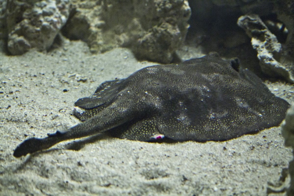 Florida Aquarium - Gallery Image 1